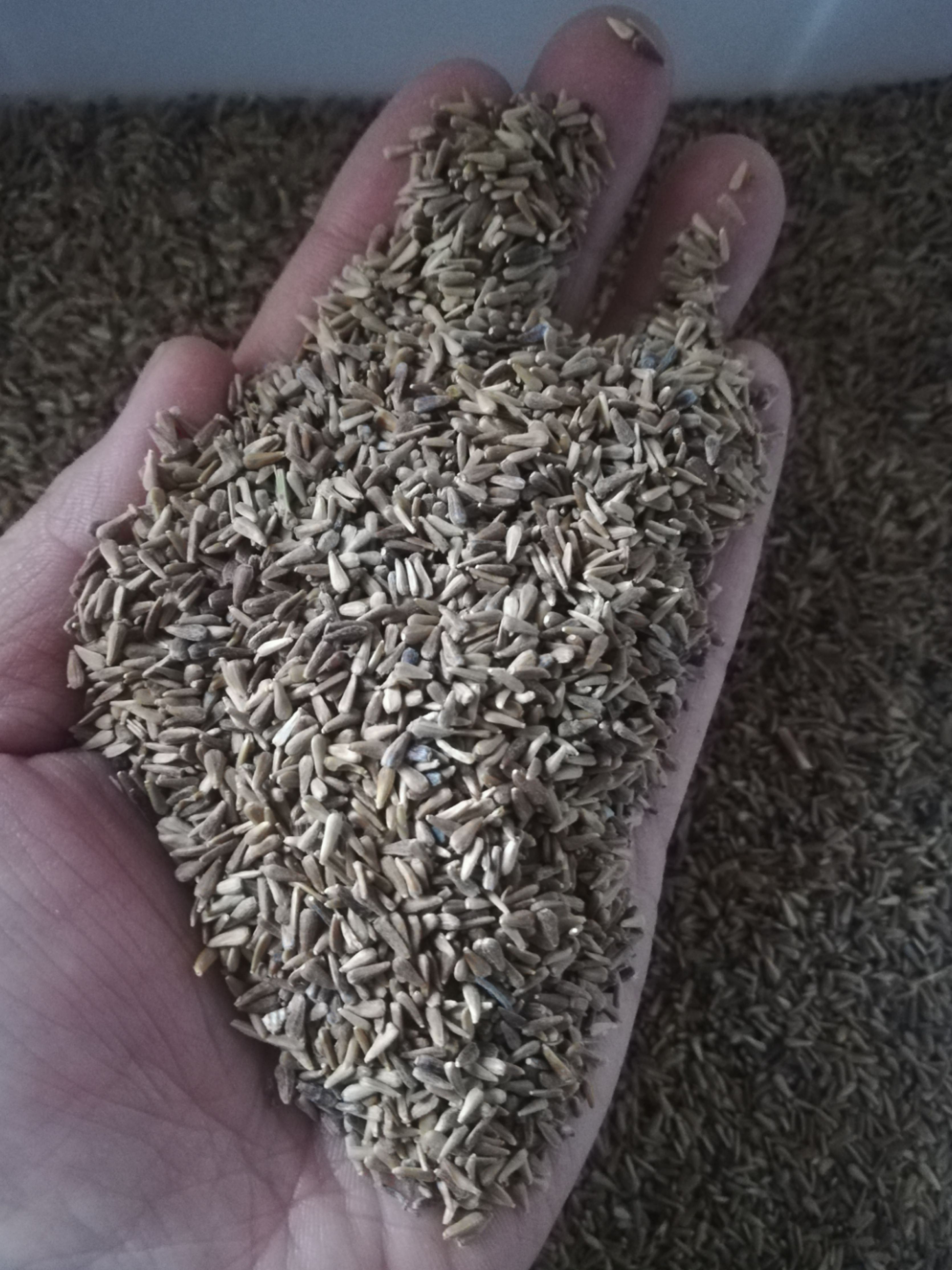 翠菊种子大花重瓣切花菊花混色四季播种阳台庭院盆栽景观花卉包