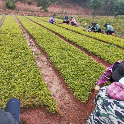 长沙毛杜鹃 自家苗圃 自产自销 杜鹃苗 杜鹃芽苗 各类苗木芽苗 量大