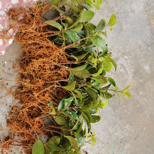 长沙自家种植  茶梅芽苗 茶梅小苗 量大价优