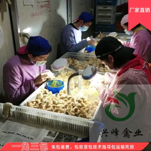 枣阳市 公司老品牌，土鸡苗，黄脚黄羽，兴峰禽业