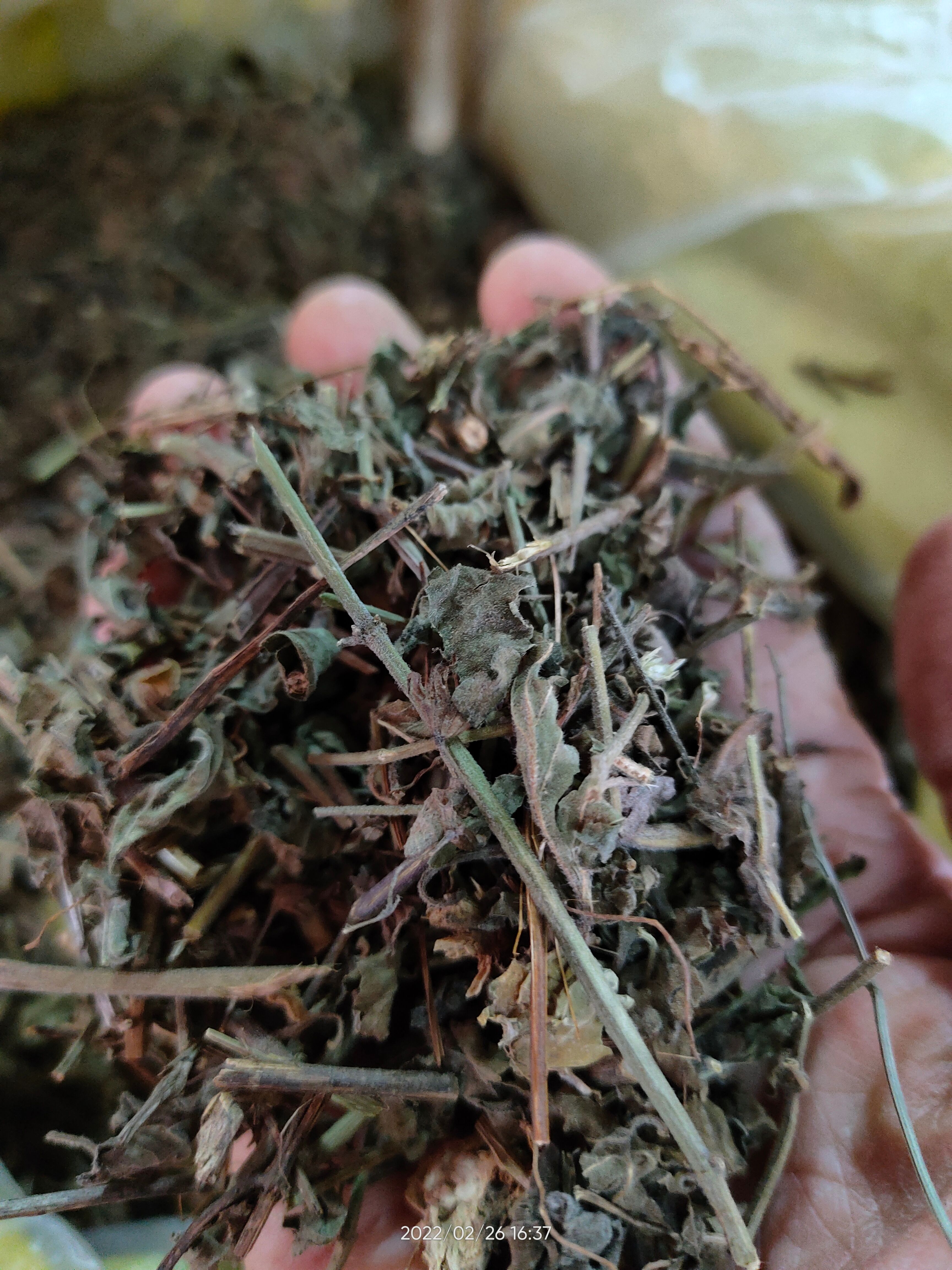  广西大山中草药韩信草 大韩信草 大叶半枝莲顺经草顺筋草
