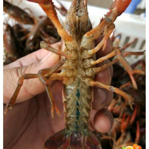 洪湖市洪湖清水小龙虾，一手货源，产地直批