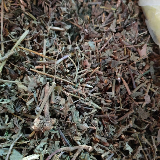  广西大山中草药韩信草 大韩信草 大叶半枝莲顺经草顺筋草