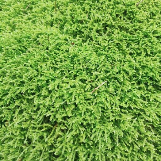 贵阳青苔 资源丰富
