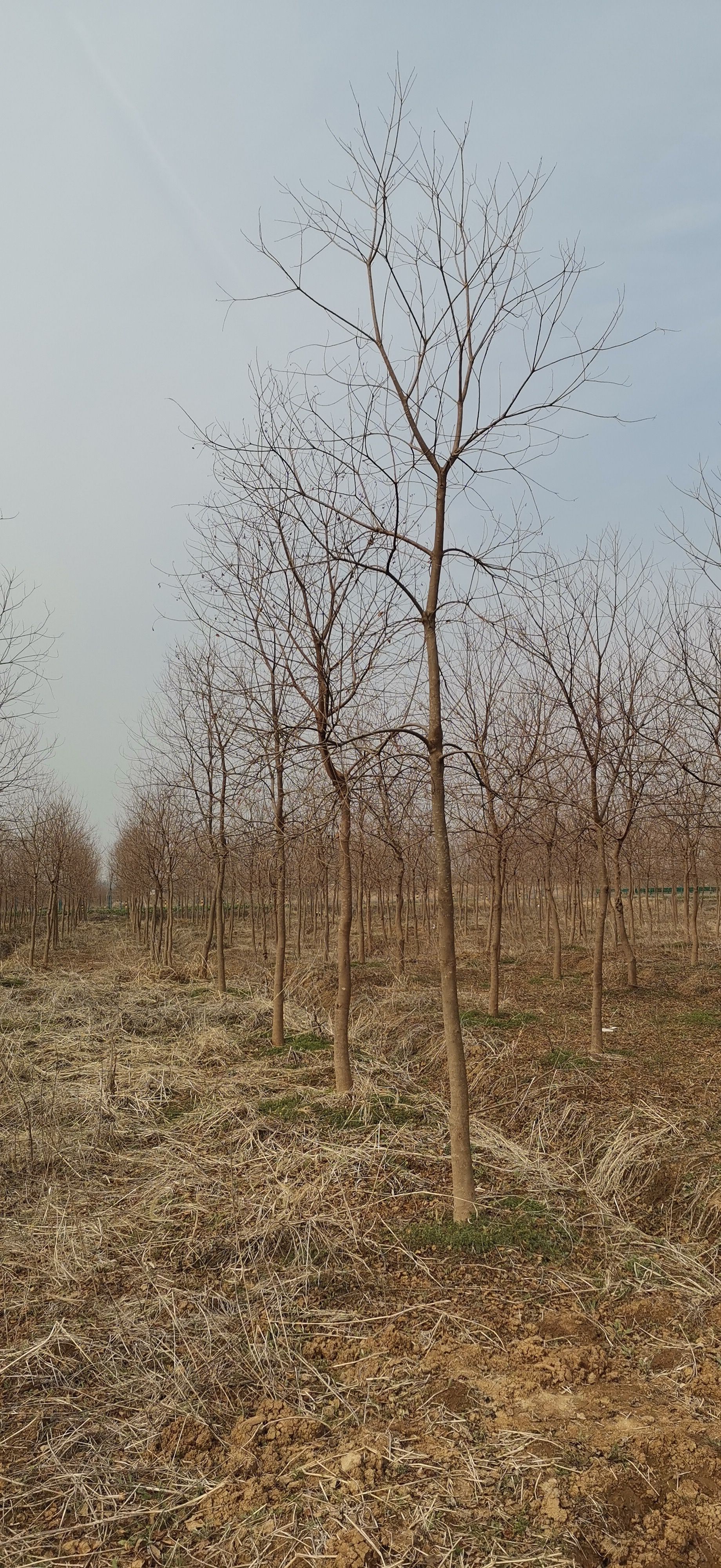 乌桕，各规格低价处理中