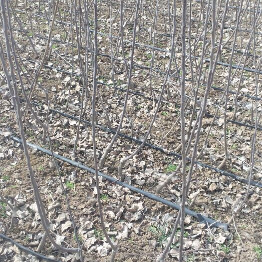 眉县红富士苹果苗 自根砧苹果苗，砧木M9T337，品种有烟10、