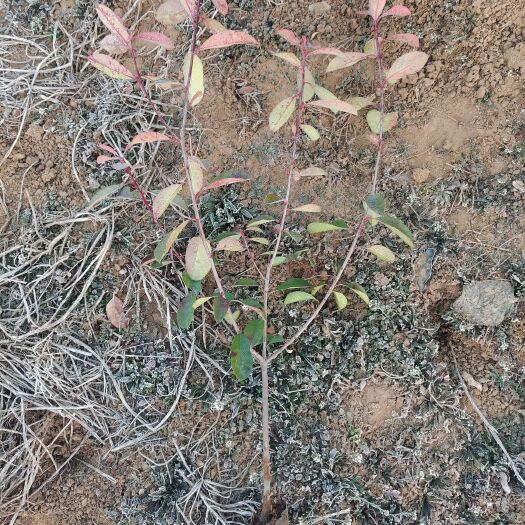 洛阳 红叶石楠绿化苗