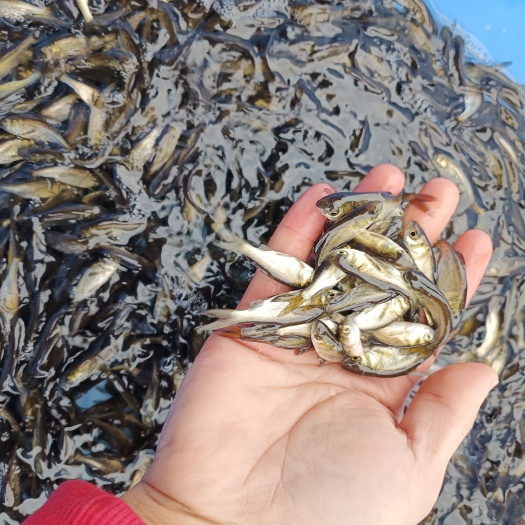 南宁优质花鲢鱼苗 大头鱼鱼苗批发 鳙鱼鱼苗 规格齐全