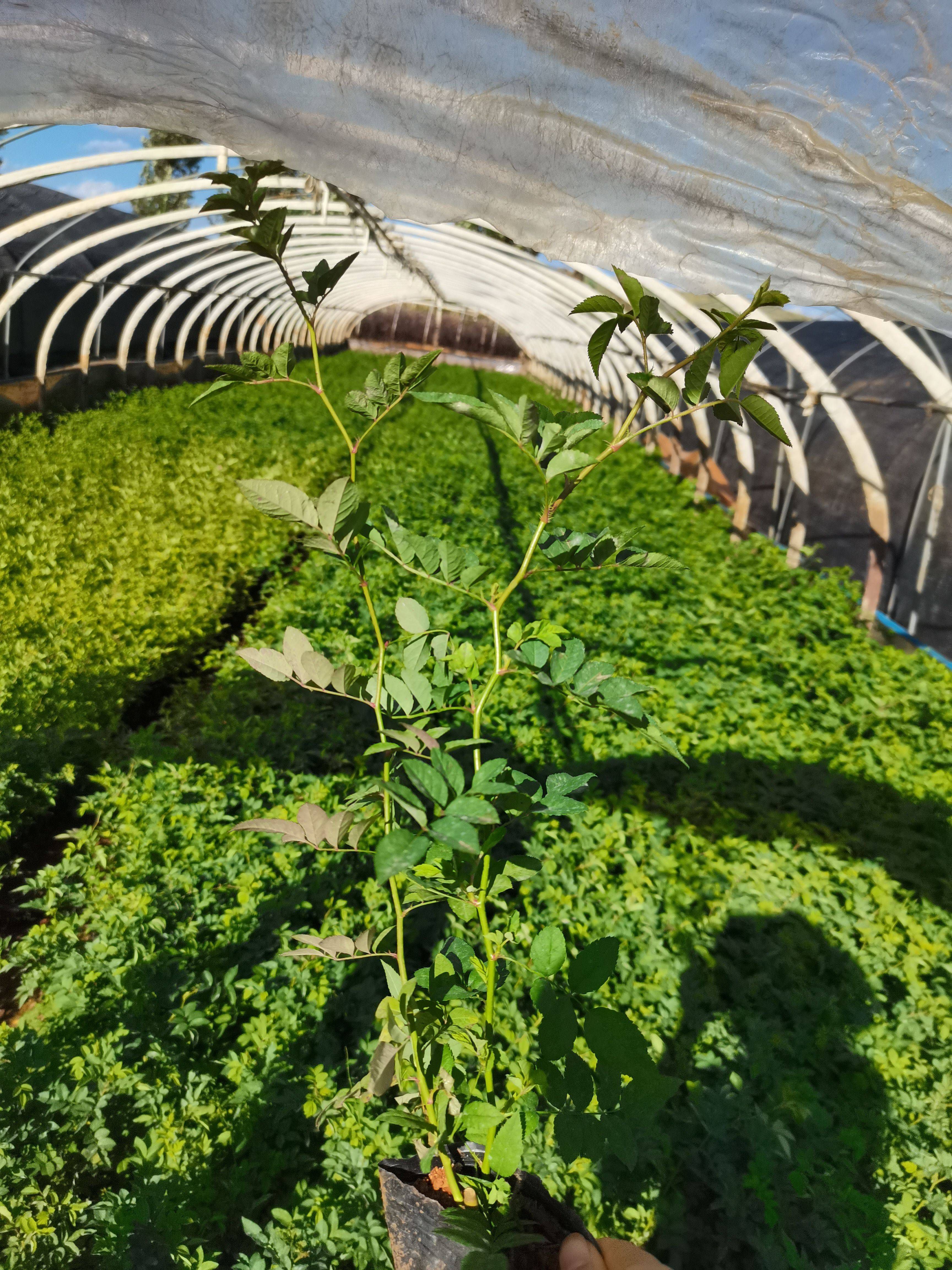 红花蔷薇 法国蔷薇