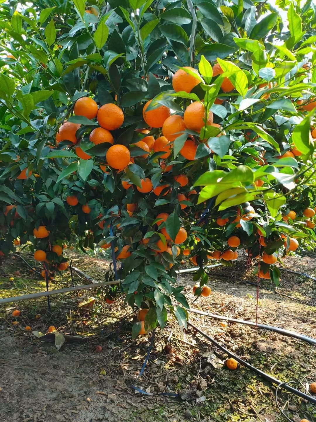  云南高原沃柑皮薄汁多