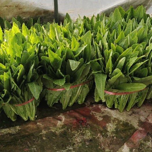 钟祥市青油麦 万斤油麦菜有意者联系我