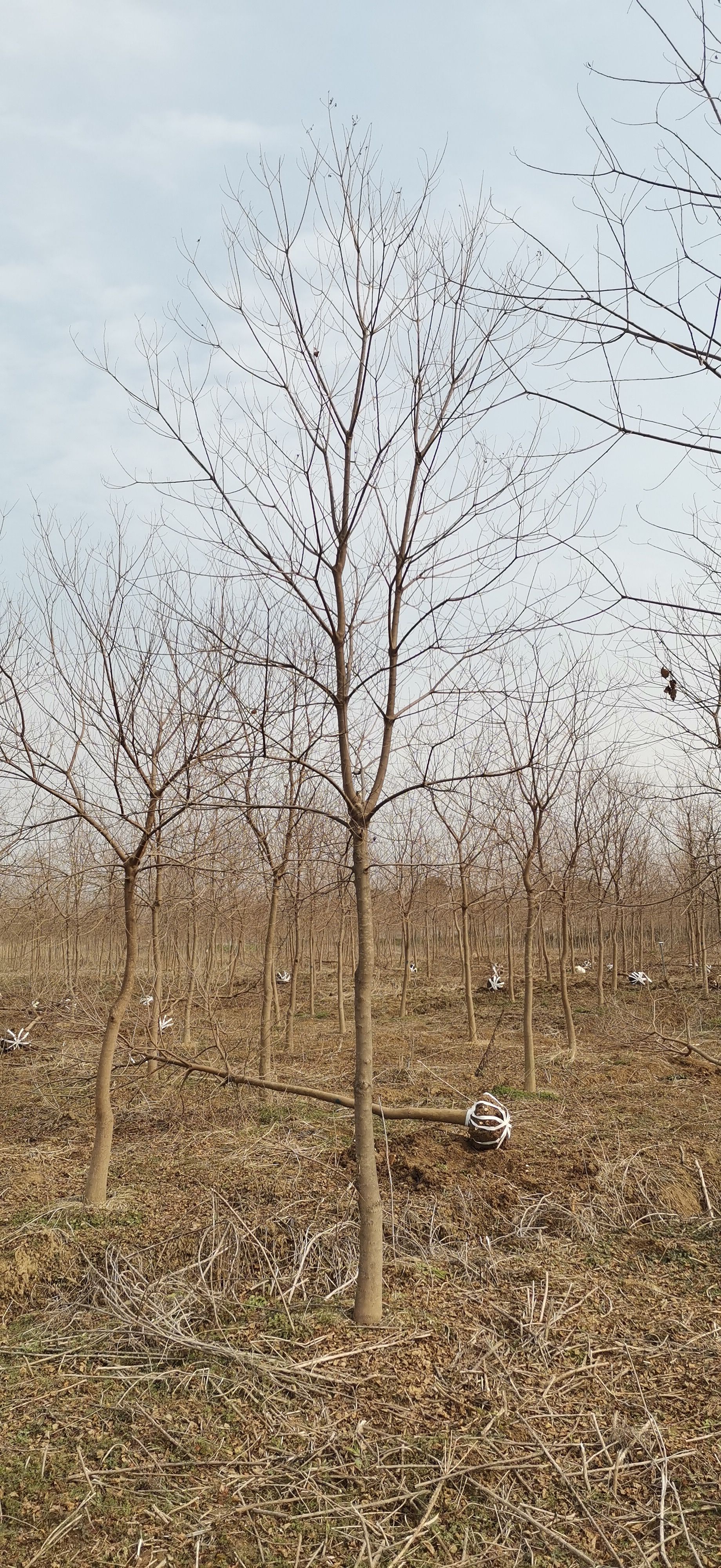 乌桕，各规格低价处理中