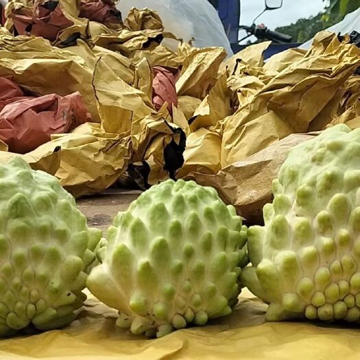 龙门县 正宗凤梨释迦果，香糯软甜，世界十大名果，可批发可1件代发