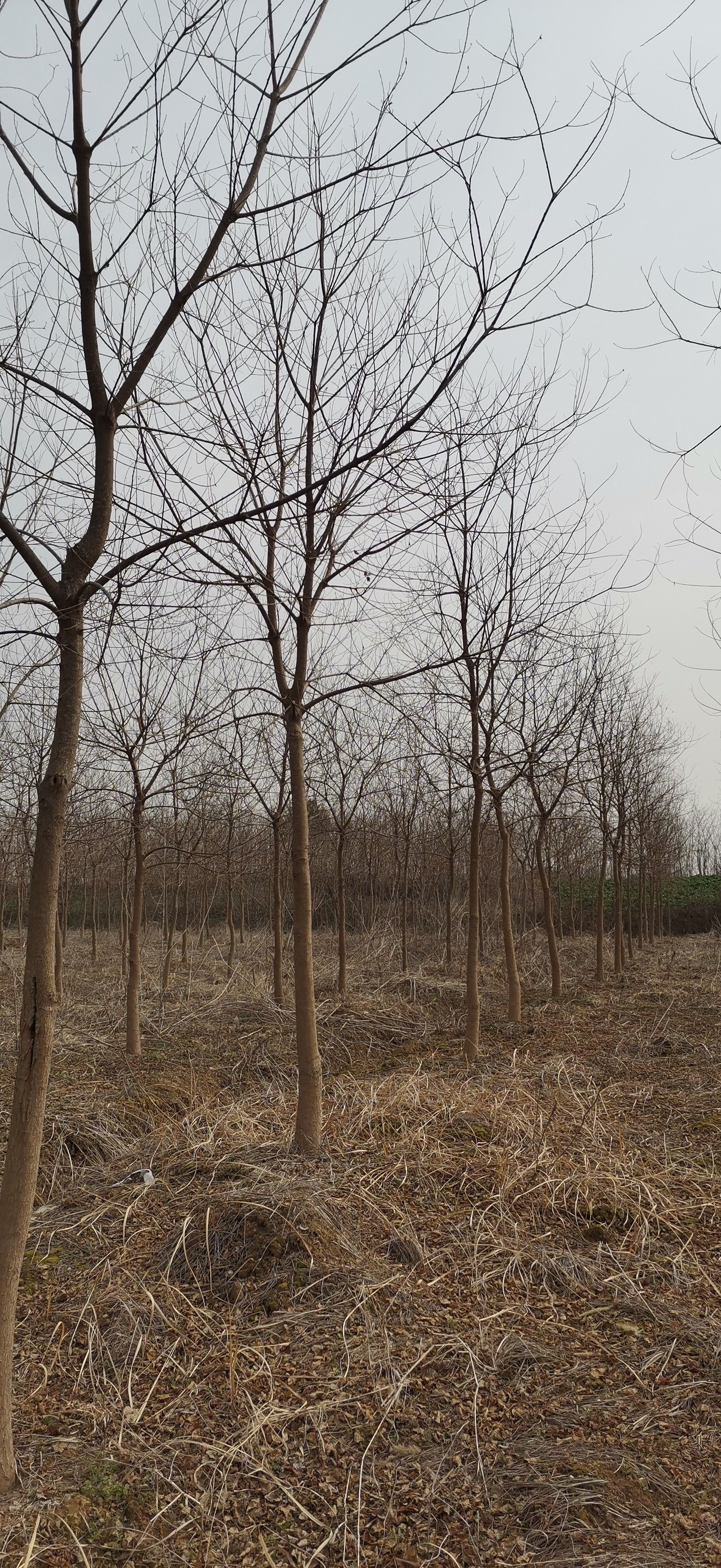 乌桕，各规格低价处理中