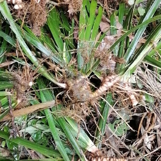 万载县石菖蒲苗   石菖蒲种苗，下单现挖，保证新鲜
