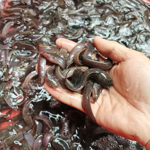 南宁埃及塘鲺鱼苗 杂交塘角鱼苗 塘鲺苗规格齐全
