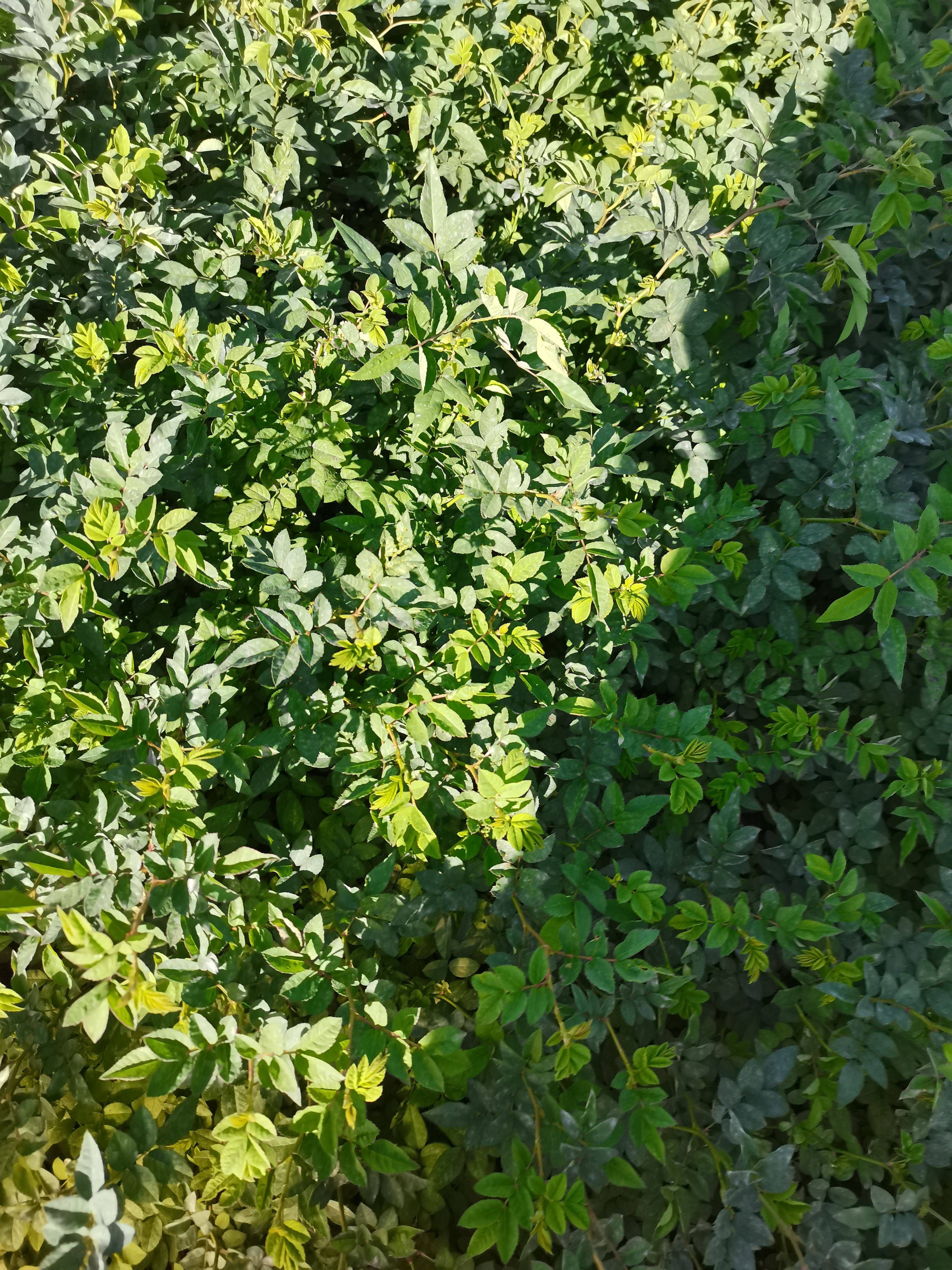 红花蔷薇 法国蔷薇