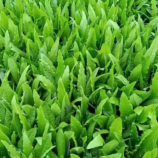 曹县青油麦 油麦菜产地直销常年供货货源充足品质好