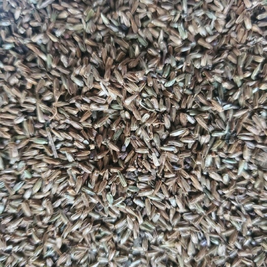 安国市牛膝种子 纯新净货  保质保量 一斤起批