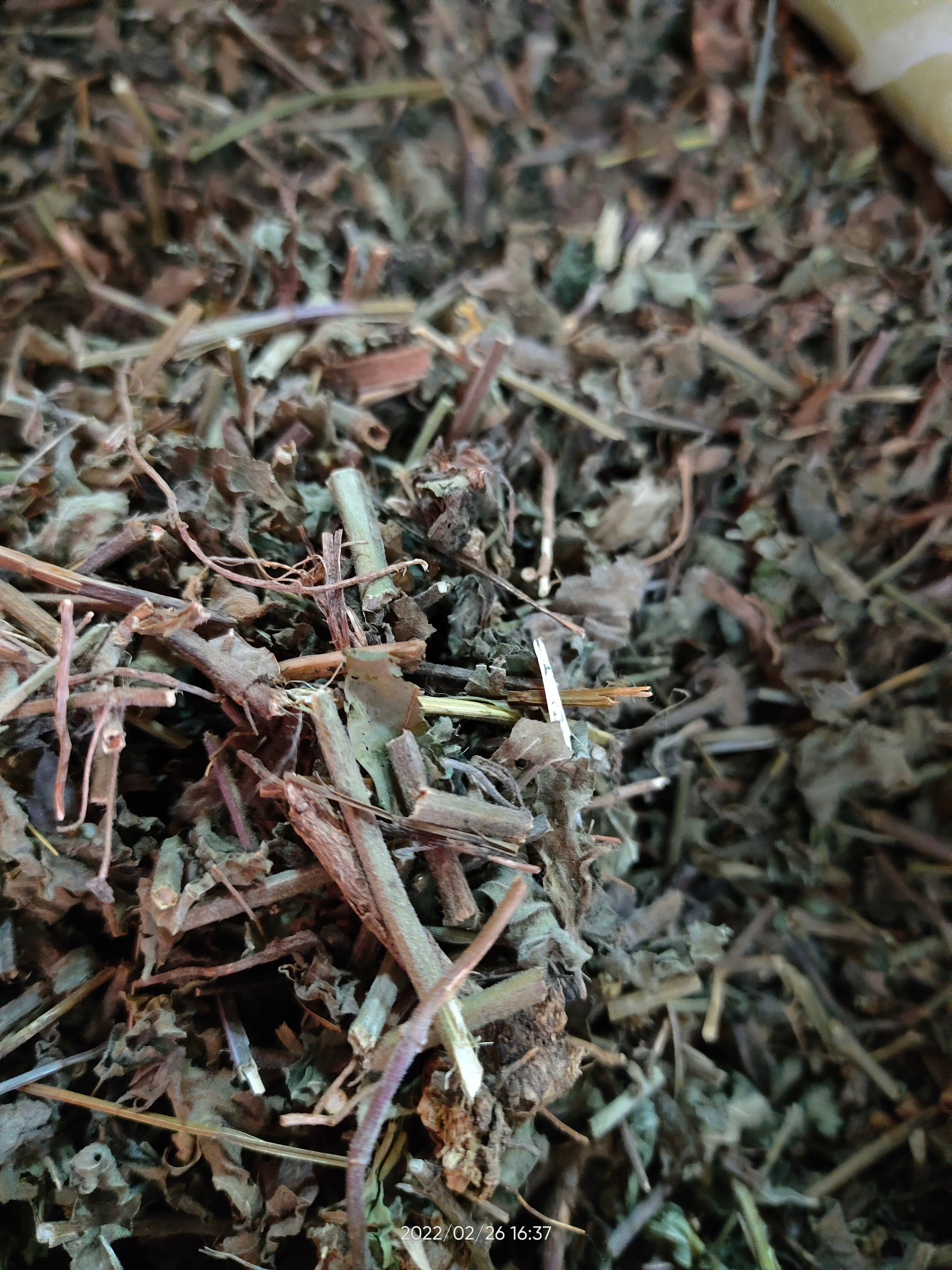  广西大山中草药韩信草 大韩信草 大叶半枝莲顺经草顺筋草