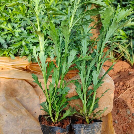 宜良县木春菊苗 木春菊 10/10营养袋木春菊 16/16营养袋