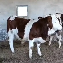 张北县西门塔尔育肥小公牛，免费检疫服务，免费提供育肥养殖技术