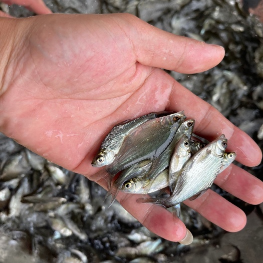 南宁边鱼苗 鳊鱼苗  武昌边鱼苗  场地直销