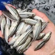 重庆市加州鲈鱼苗桂鱼苗