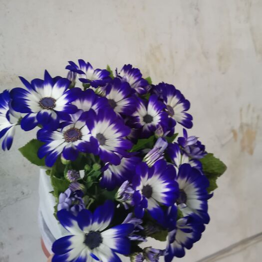 青州市瓜叶菊盆栽 瓜叶菊基地