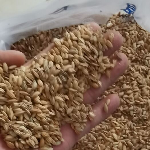 瘪稻子，瘪稻谷