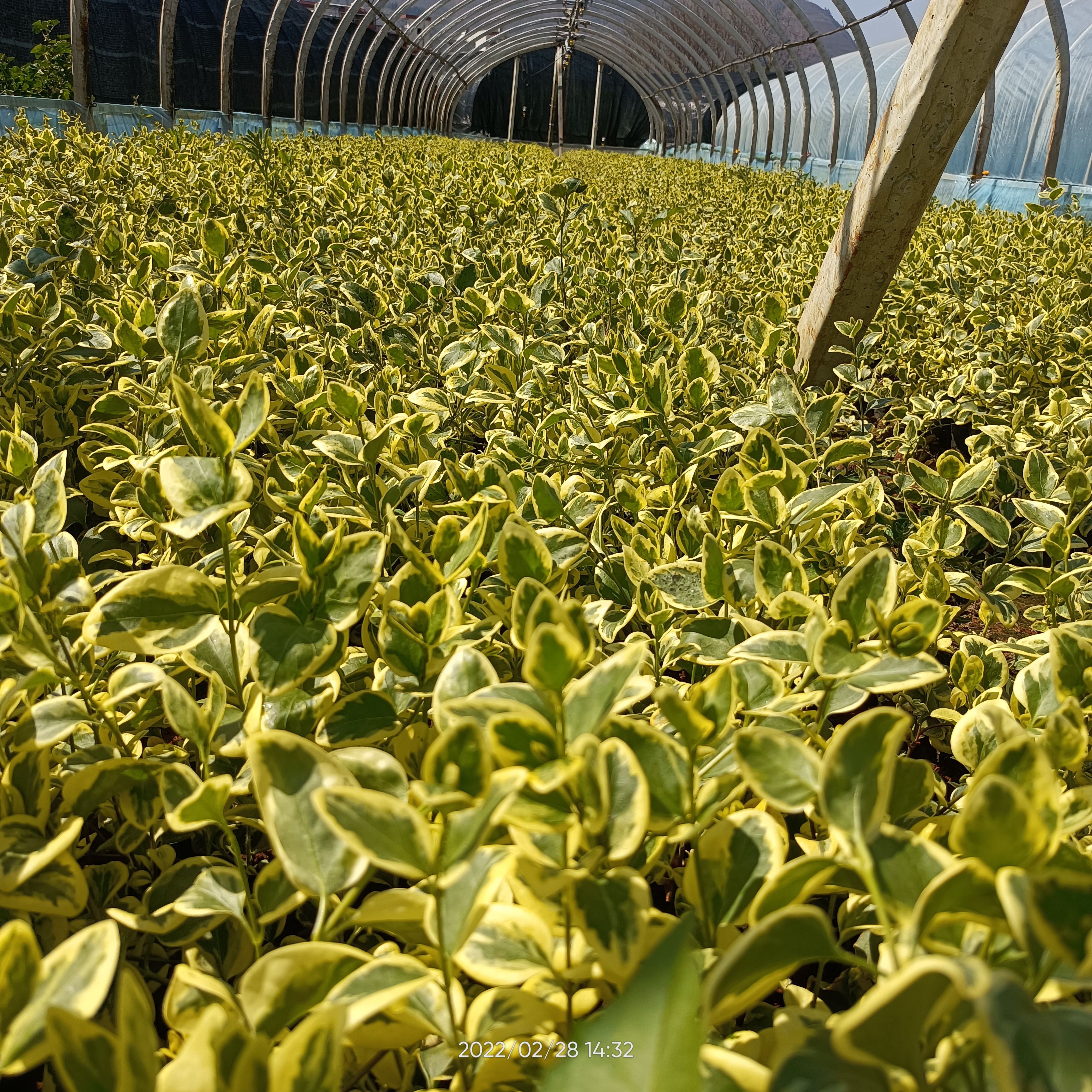 长春花 花叶曼长春 藤本花叶曼长春 基地直供10/10营养袋