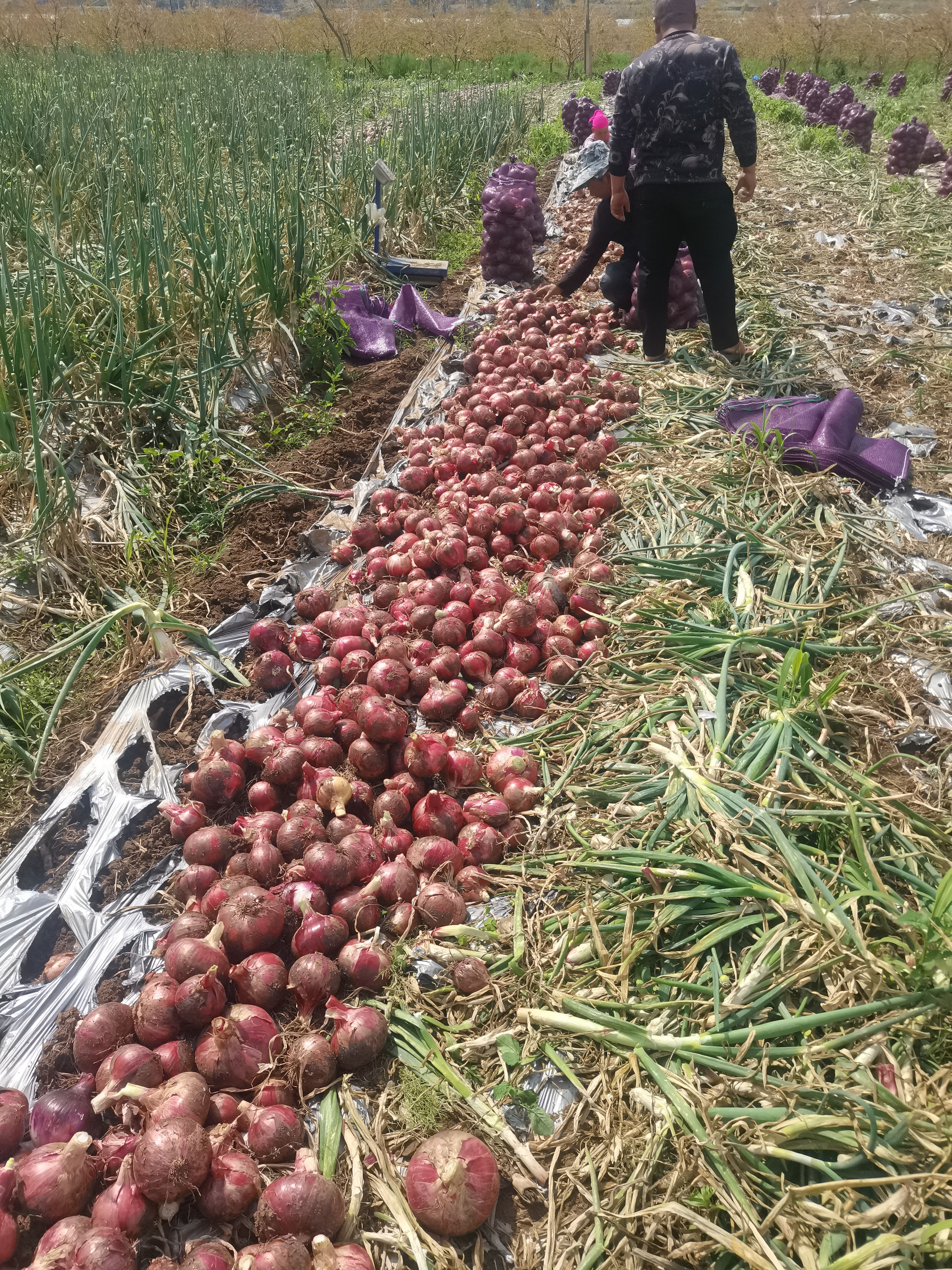 红皮洋葱 2022云南建水洋葱大量上市