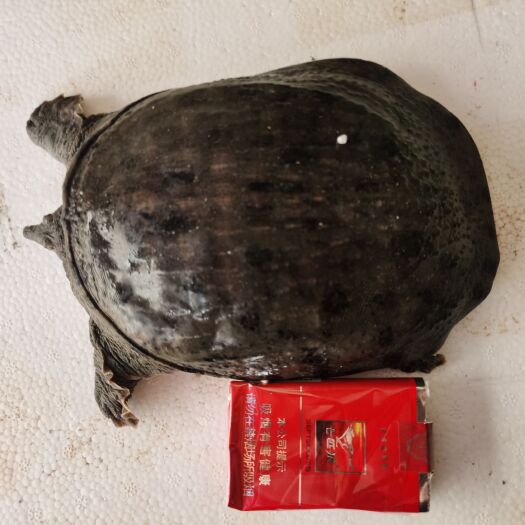南京黄沙鳖  甲鱼