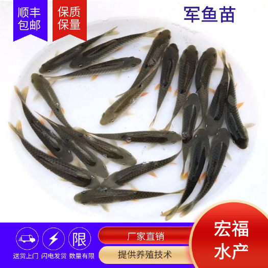 上饶光倒刺鲃鱼苗 军鱼苗供应 优选黄娟鱼苗 精选光倒刺鲃 纯种淡