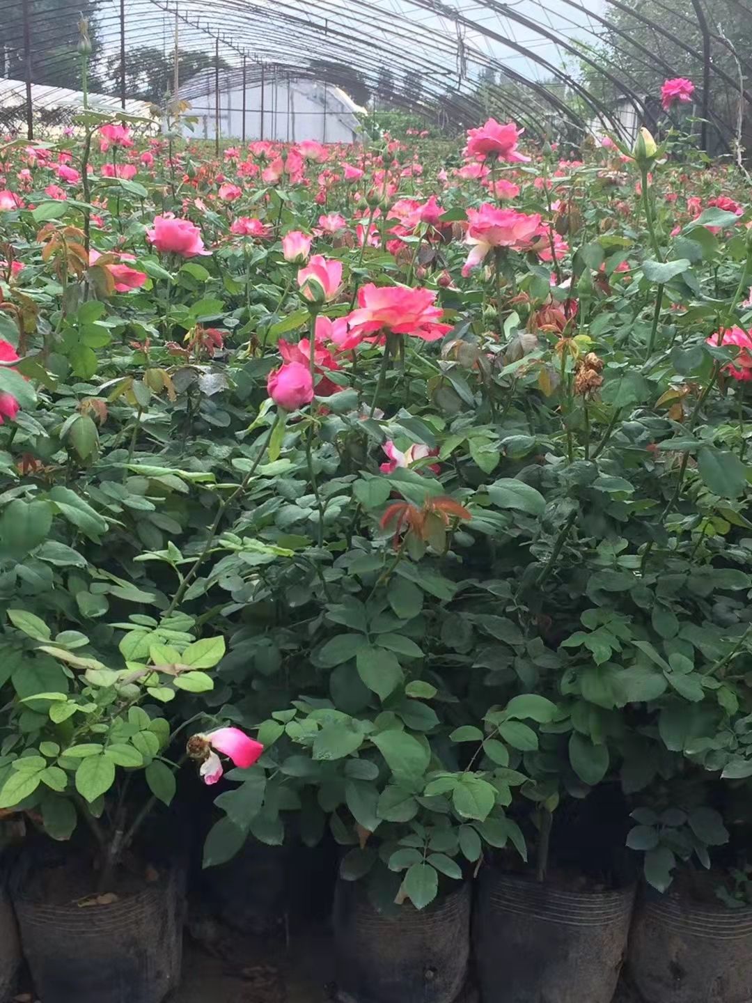 大花月季，各种颜色，基地直销