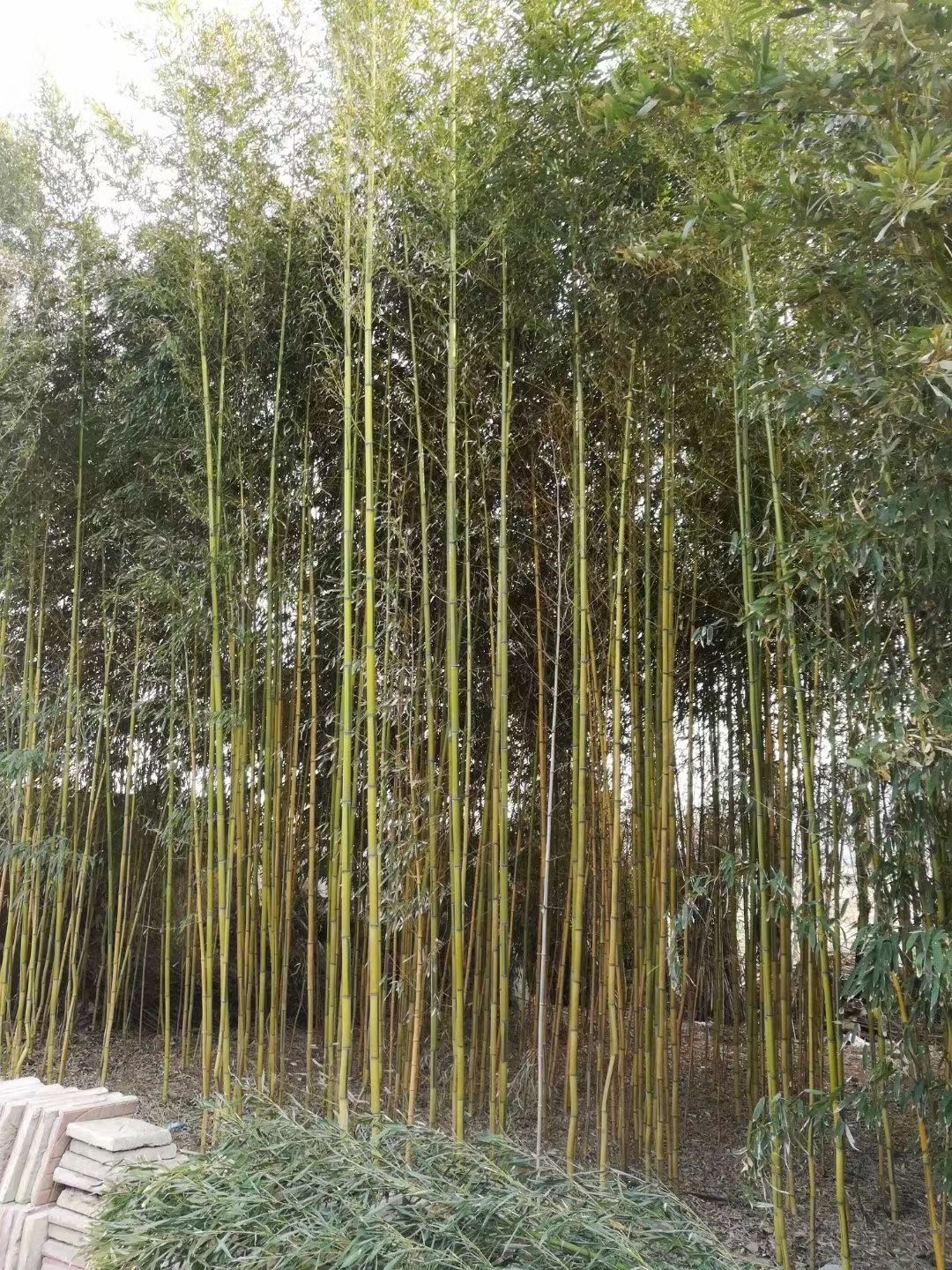  竹子基地 早园竹翠竹银环淡竹刚竹毛竹金镶玉竹 品种多规格全