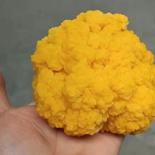 宁强县金耳干货鲜货，个头大，色泽好