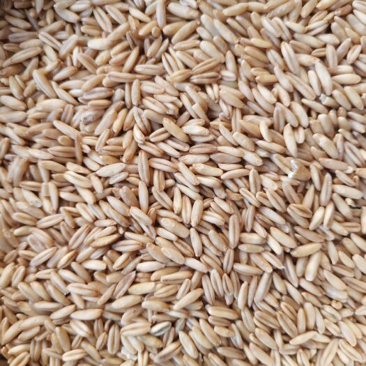 郑州燕麦米 食品燕麦米 大量批发