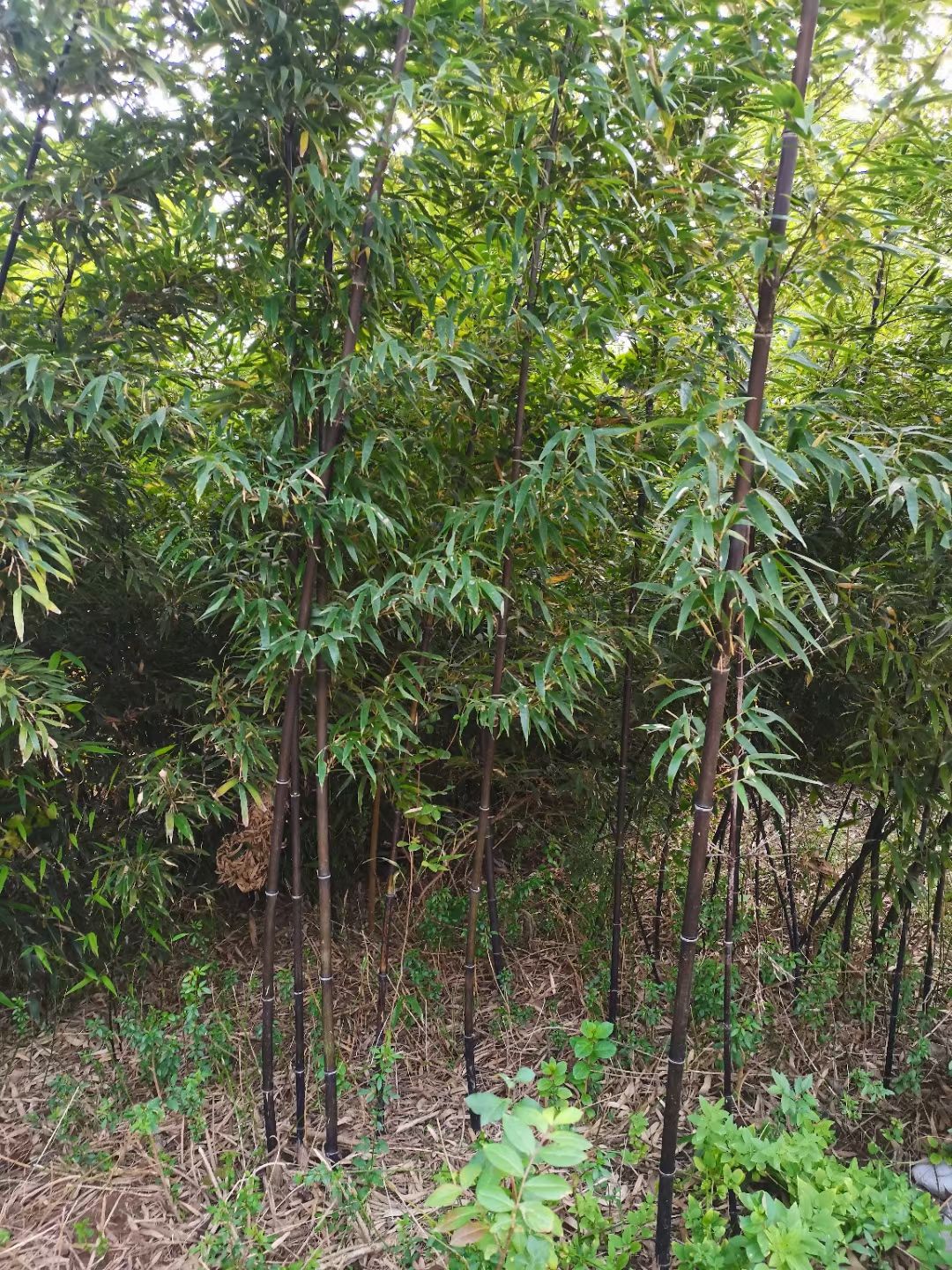  竹子基地 早园竹翠竹银环淡竹刚竹毛竹金镶玉竹 品种多规格全