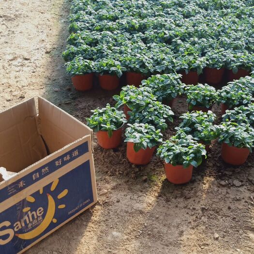 青州市 双色盆薄荷批发，美国薄荷工程苗，薄荷专业种植货源充足