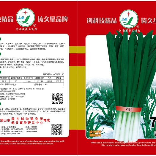叶县791韭菜种子，不休眠老品种，抗病耐寒耐热，直立性好