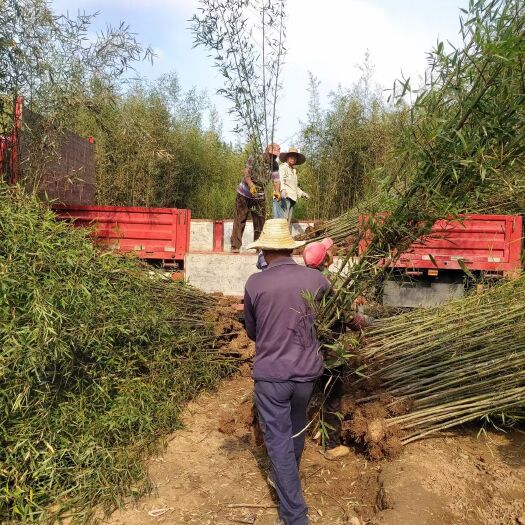  竹子基地 早园竹翠竹银环淡竹刚竹毛竹金镶玉竹 品种多规格全