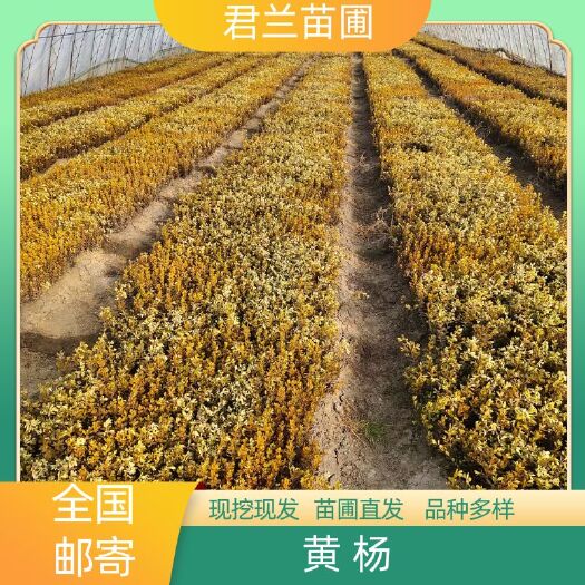 开原市小叶黄杨苗 黄杨苗 小叶黄杨 一年苗 苗粗壮苗圃直发 量大