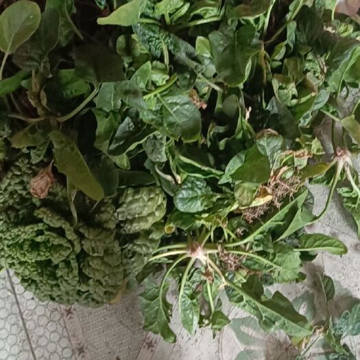 启东市大叶菠菜 10~15cm 