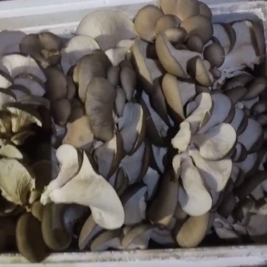 平菇 有20多年的种植经验 现买现摘 保证新鲜