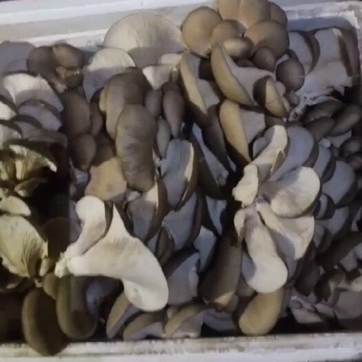 平菇 有20多年的种植经验 现买现摘 保证新鲜