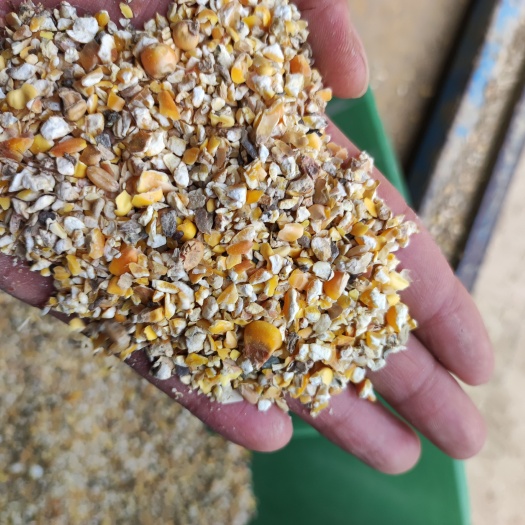 虞城县玉米渣  糟渣类饲料 碎玉米