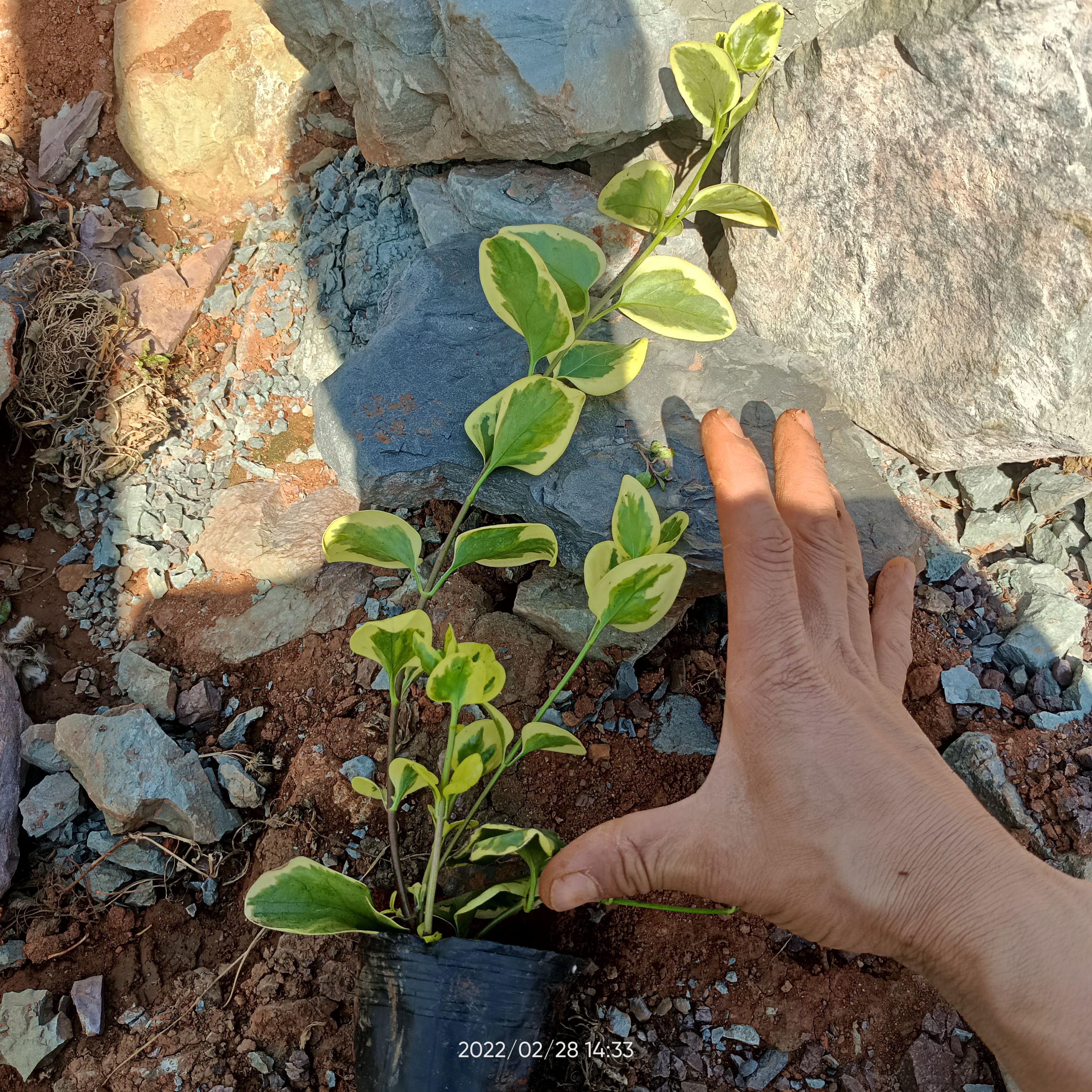 长春花 花叶曼长春 藤本花叶曼长春 基地直供10/10营养袋