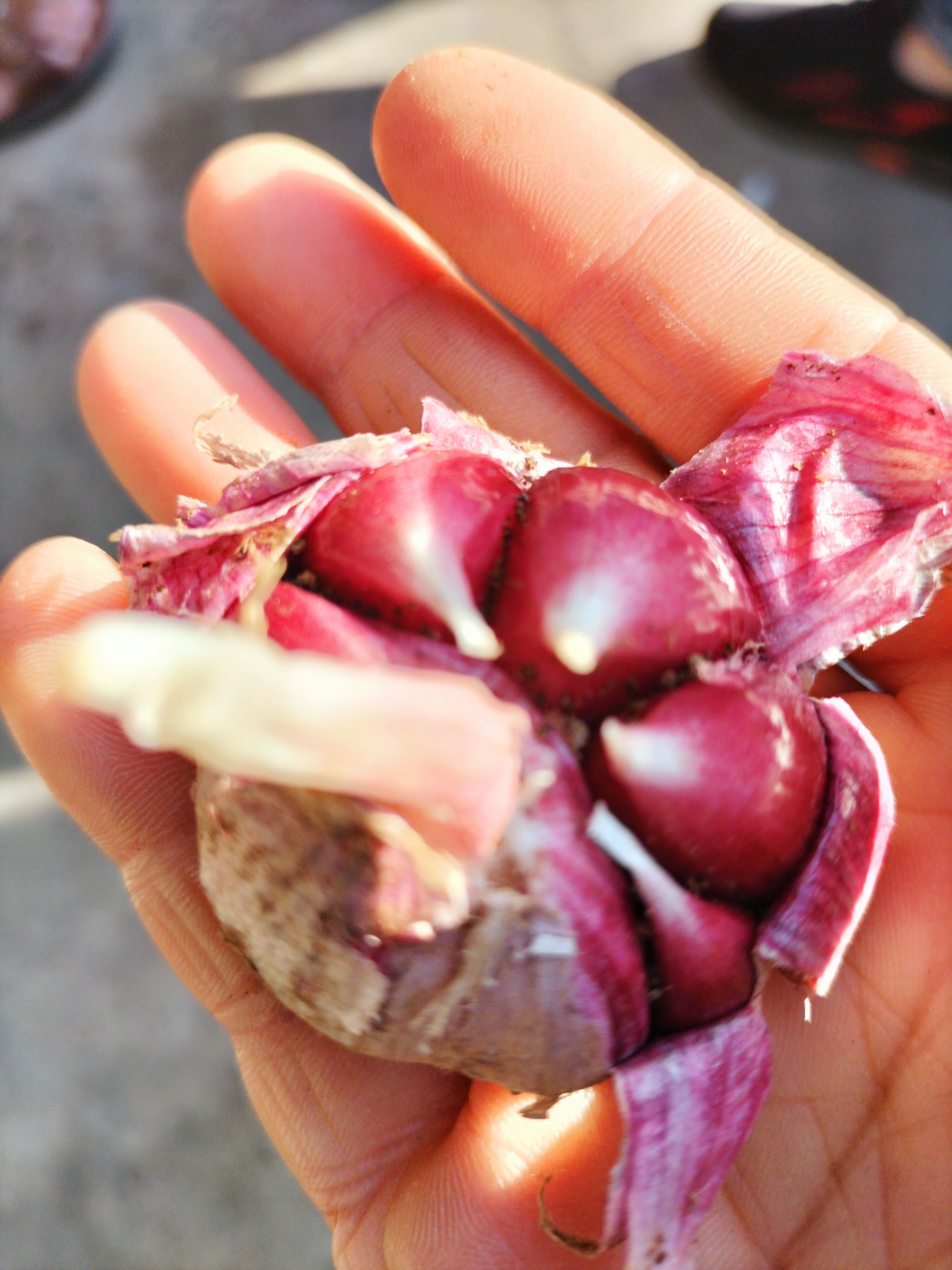 大理市云南热销《红皮香蒜可种可吃》2023年干蒜产地直销一手货源
