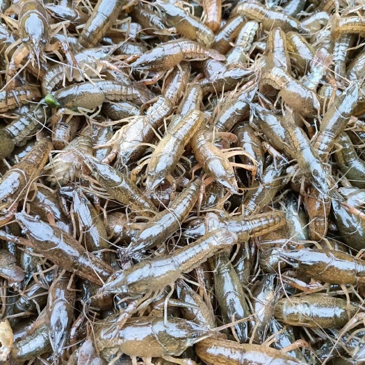 潜江市（热卖）龙虾苗 80-130左右一斤 基地直供 发货全国